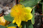 Cedarglade St. Johnswort